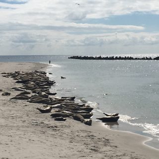 IMG_4946